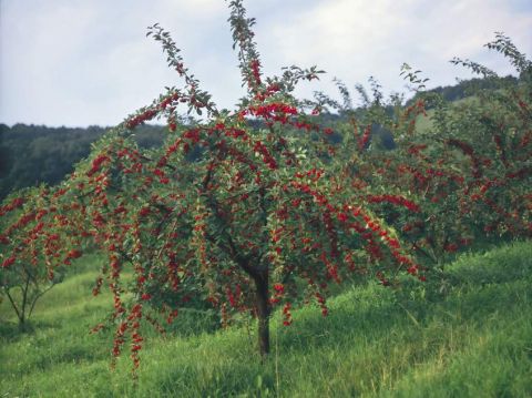 Eladó Telek 6042 Fülöpháza , BIO GYÜMÖLCSÖS