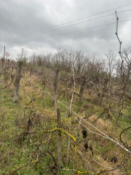 Eladó Mezőgazdasági 2531 Tokod 
