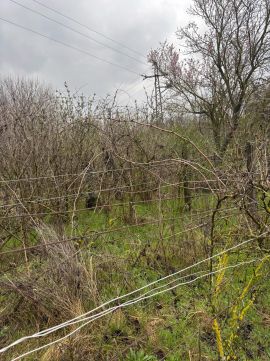 Eladó Mezőgazdasági 2531 Tokod 