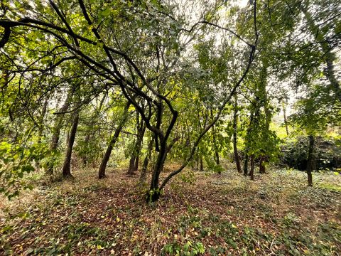 Eladó Telek 2013 Pomáz 