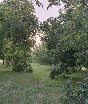 Eladó Telek 8653 Ádánd 8052 m2 területen fekvő, termő DIÓ ÜLTETVÉNY eladó!
