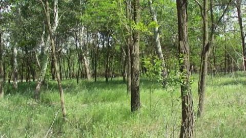 Eladó Telek 6760 Kistelek , 123 HEKTÁROS KEZELT ERDŐ ELADÓ KISTELEK HATÁRÁBAN 