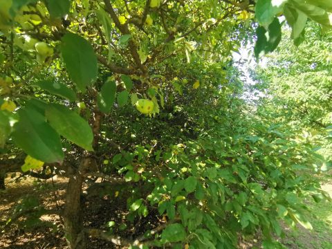 Eladó Telek 8043 Iszkaszentgyörgy 