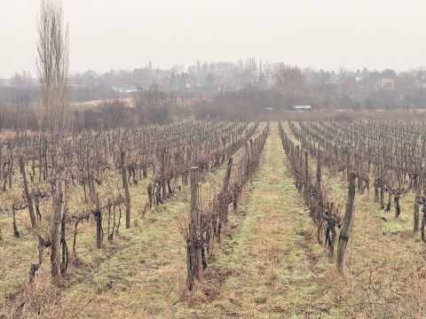 Eladó Mezőgazdasági 8229 Csopak 