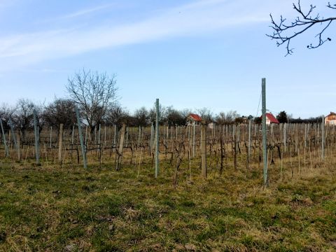 Eladó Telek 2476 Pázmánd Szőlőhegy