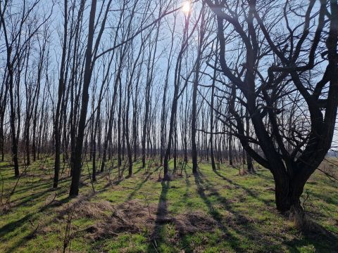 Eladó Mezőgazdasági 2211 Vasad 