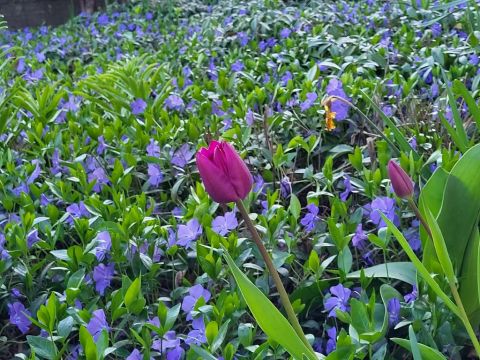 Eladó Ház 8621 Zamárdi 8621 Zamárdi, Zamárdi-felső