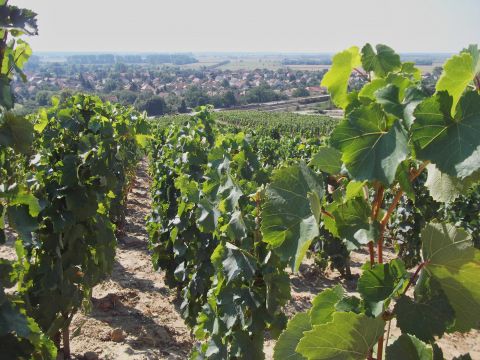 Eladó Mezőgazdasági 3910 Tokaj 